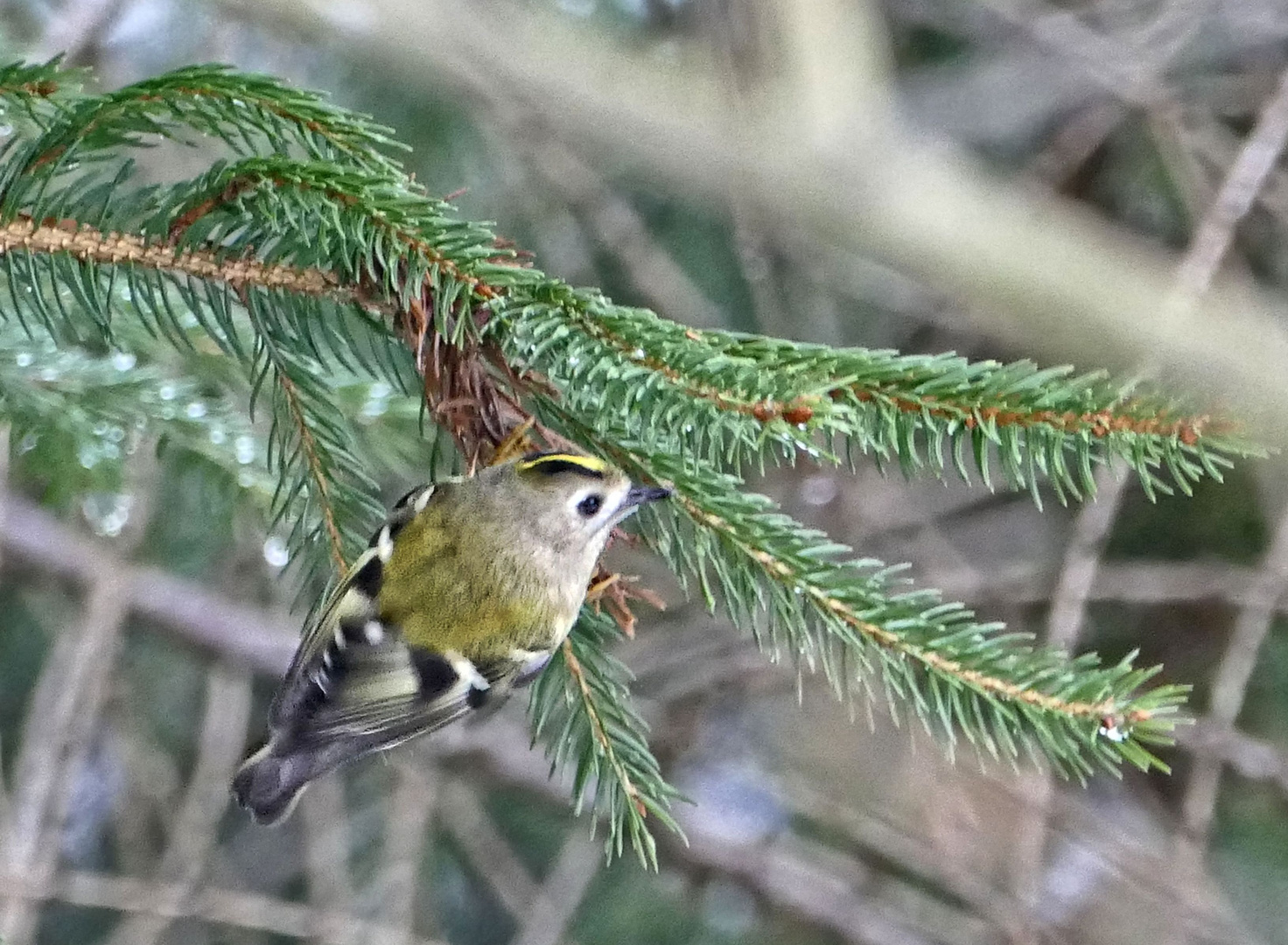 Wintergoldhähnchen