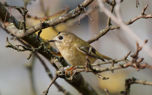 Wintergoldhähnchen
