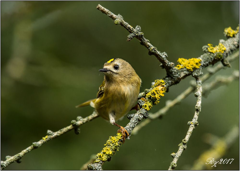 Wintergoldhähnchen