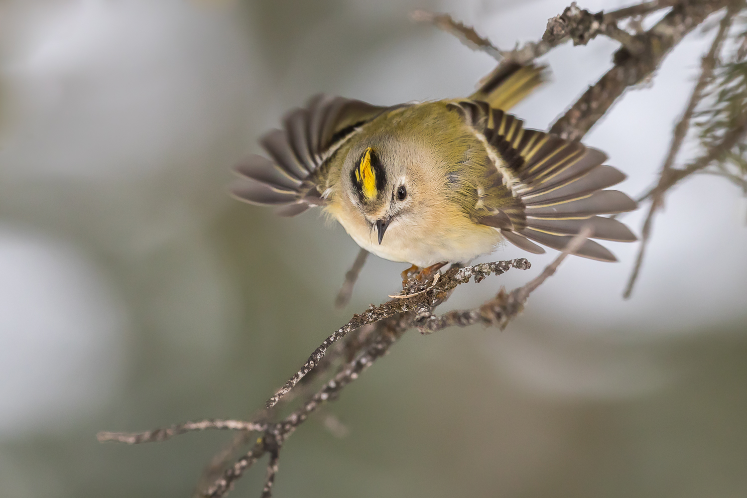 Wintergoldhähnchen