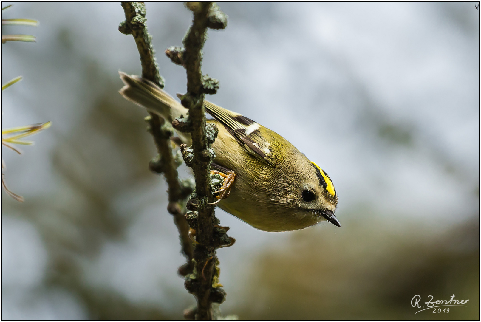 Wintergoldhähnchen