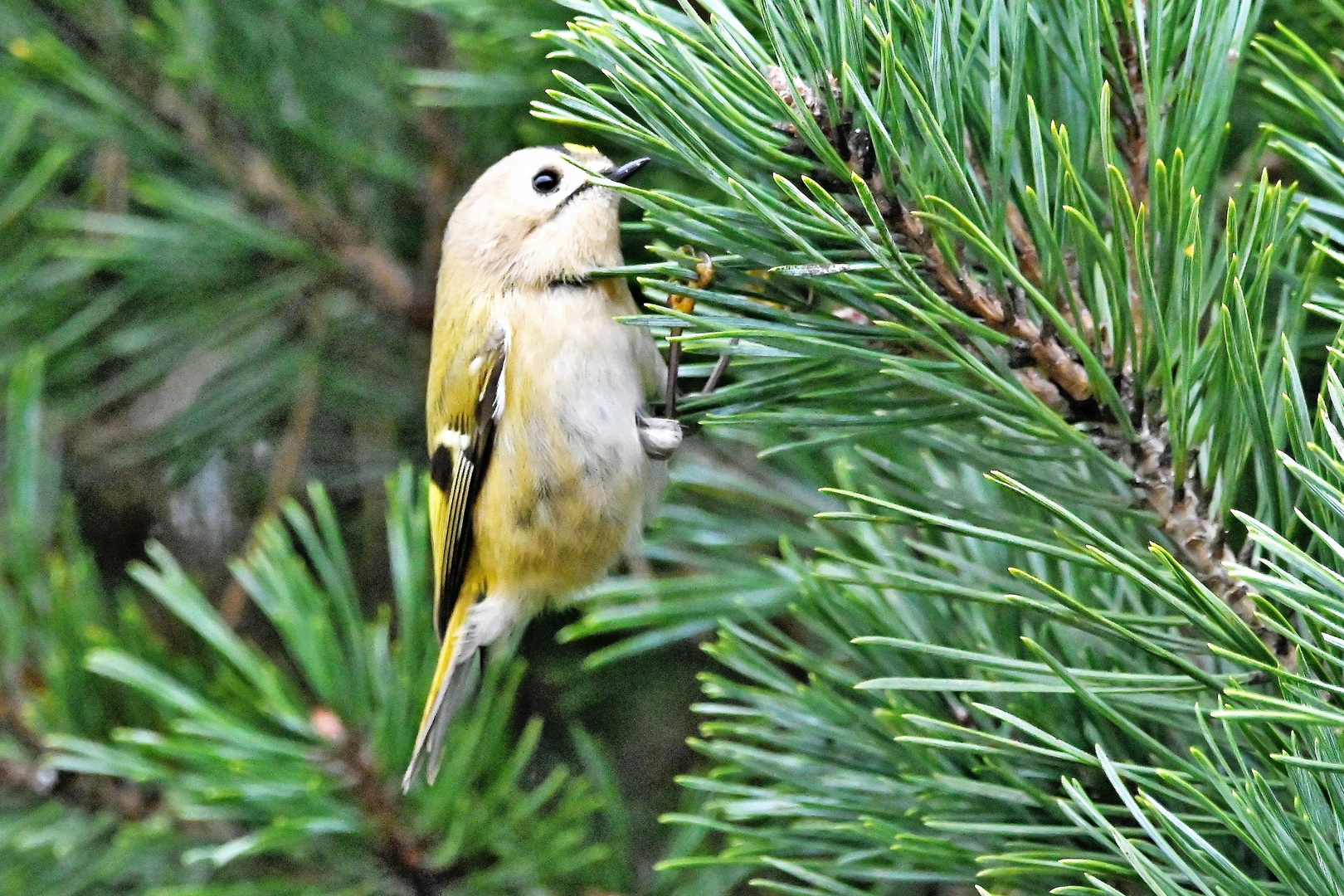 Wintergoldhähnchen