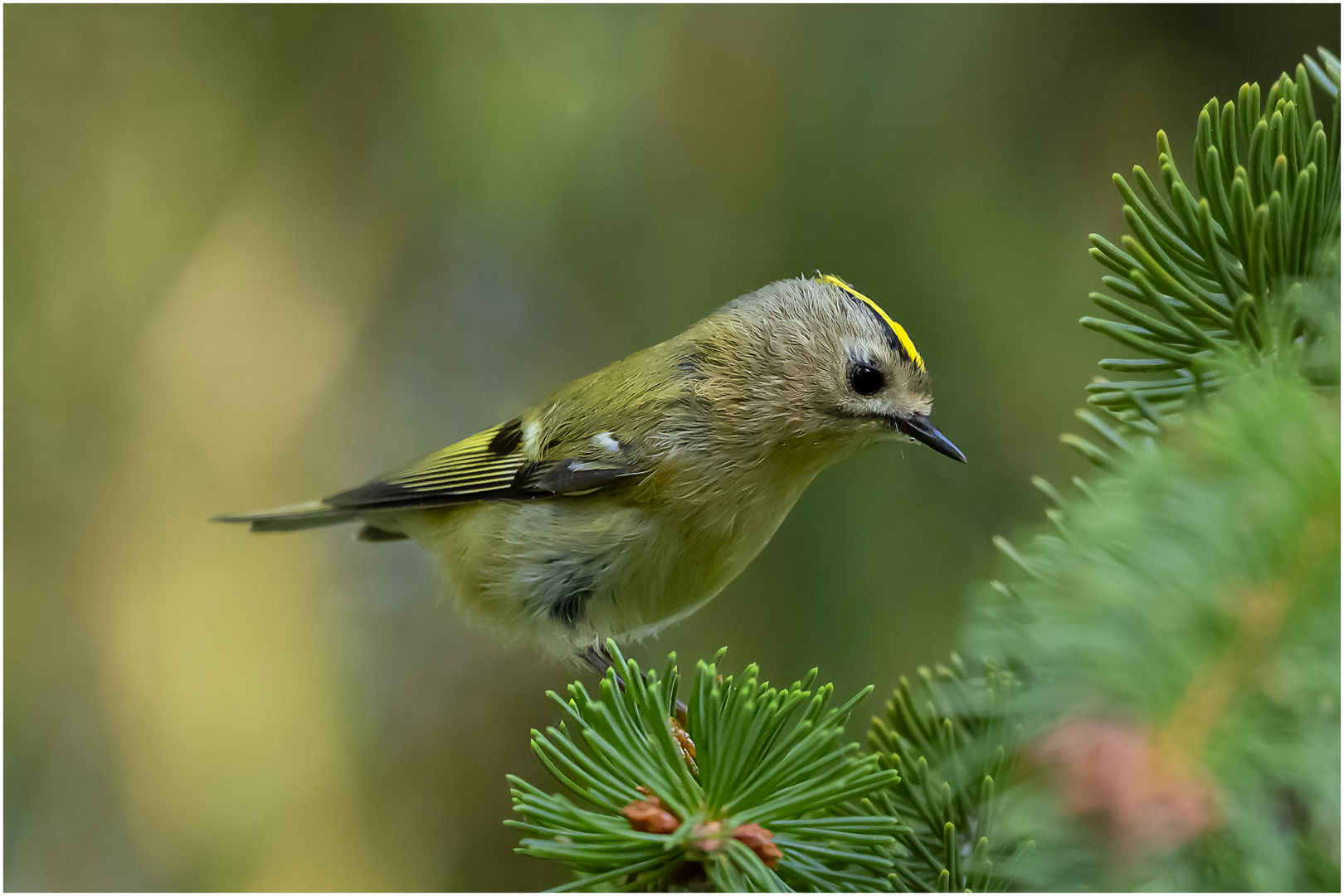 Wintergoldhähnchen