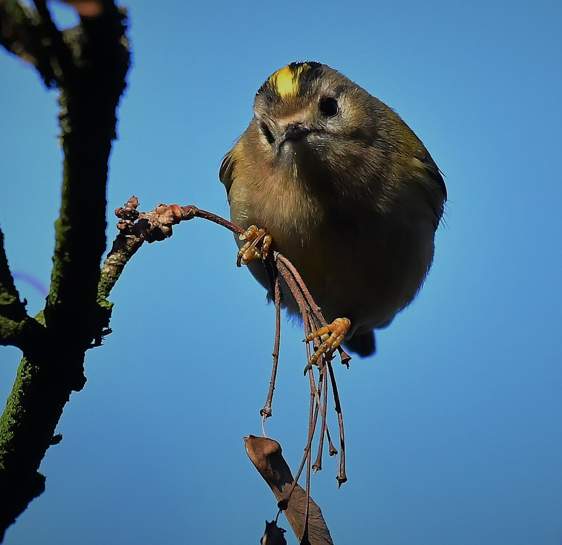 Wintergoldhähnchen......