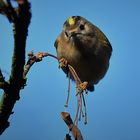 Wintergoldhähnchen......