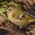 Wintergoldhähnchen bei der Bodeninspektion