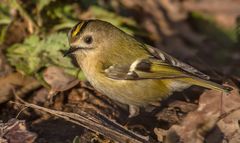 Wintergoldhähnchen bei der Bodeninspektion