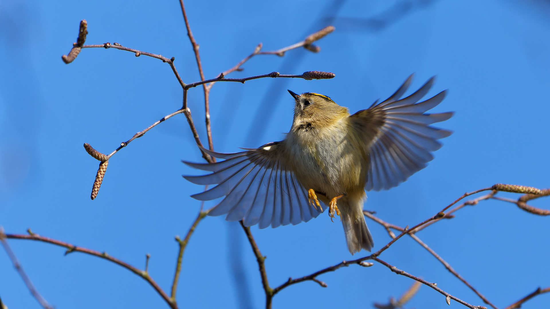 Wintergoldhähnchen bei der Futtersuche 2