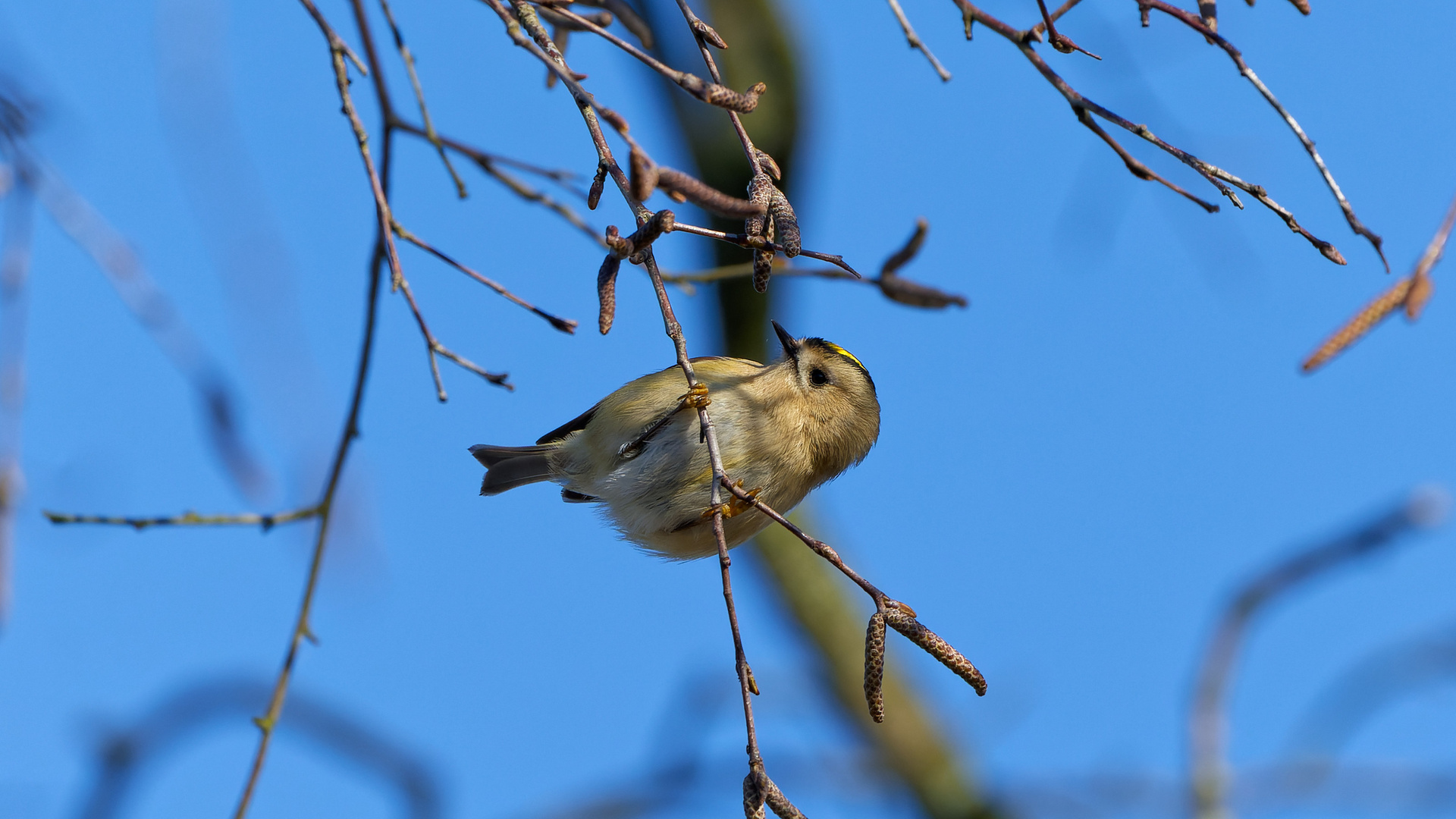 Wintergoldhähnchen bei der Futtersuche