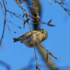 Wintergoldhähnchen bei der Futtersuche