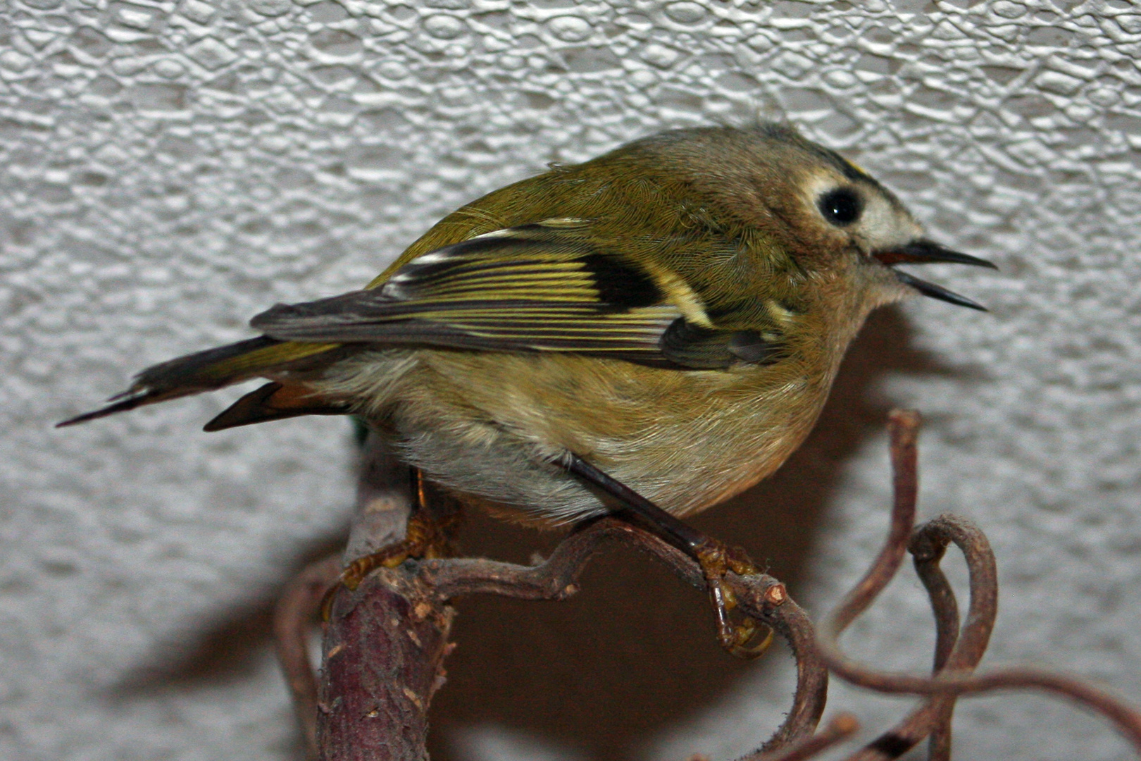 Wintergoldhähnchen - Besuch (Regulus regulus)