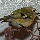 Wintergoldhähnchen - Besuch (Regulus regulus)