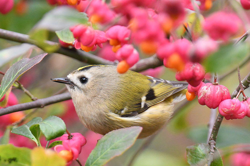 Wintergoldhähnchen 