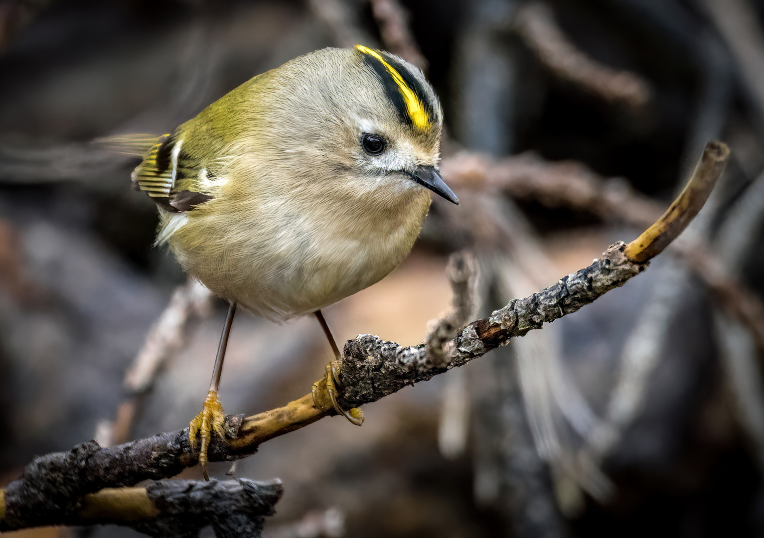 "WINTERGOLDHÄHNCHEN"