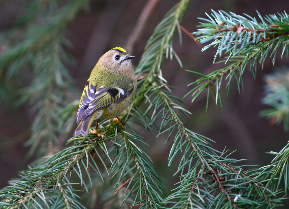 Wintergoldhähnchen