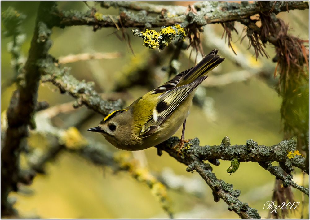 Wintergoldhähnchen