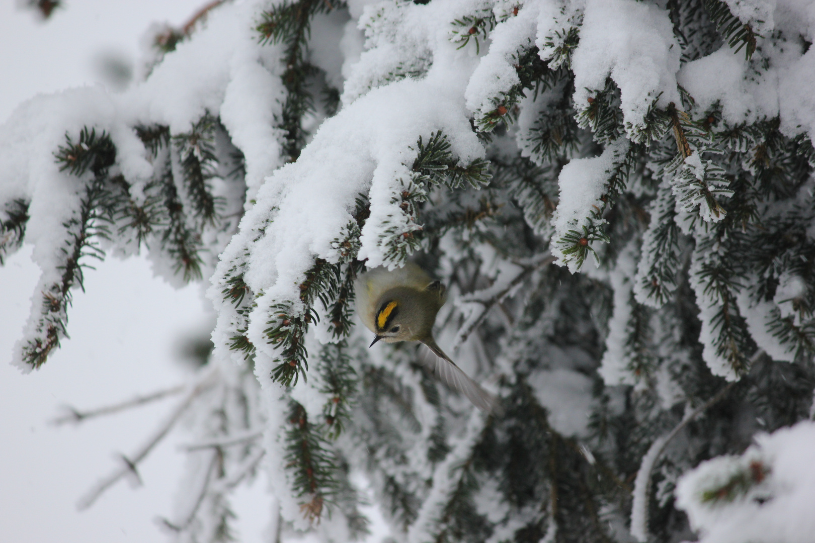 Wintergoldhähnchen