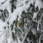 Wintergoldhähnchen