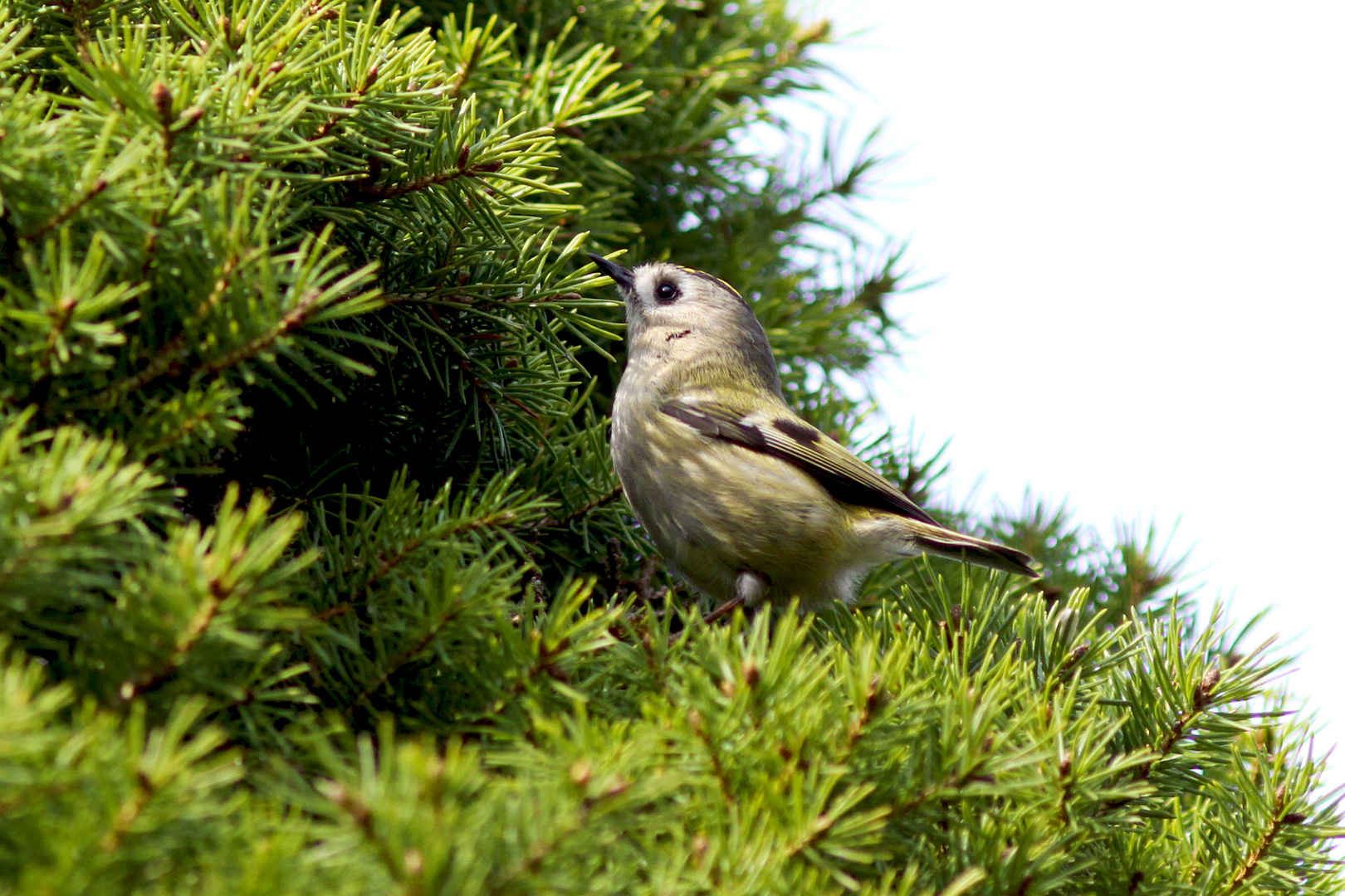 Wintergoldhähnchen