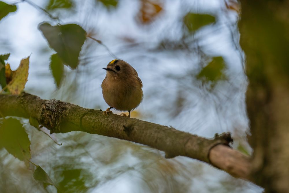 Wintergoldhähnchen