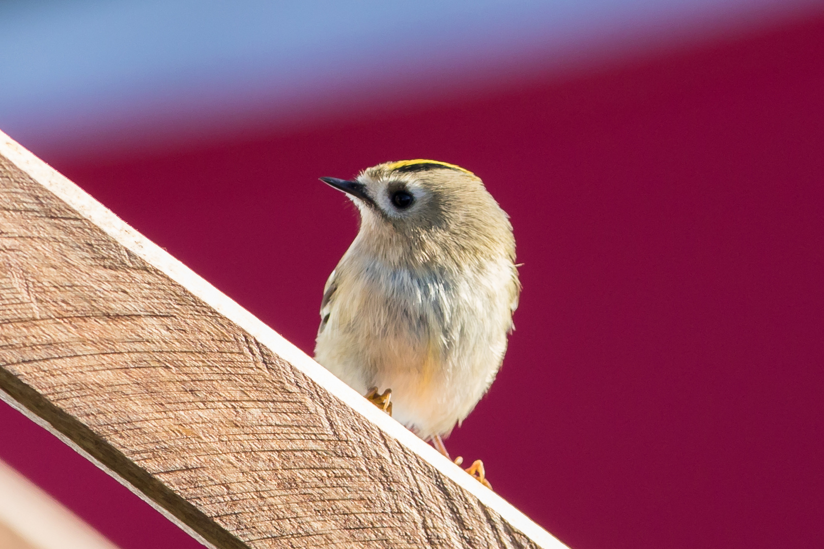 Wintergoldhähnchen