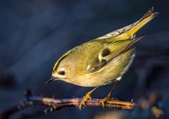 "WINTERGOLDHÄHNCHEN"