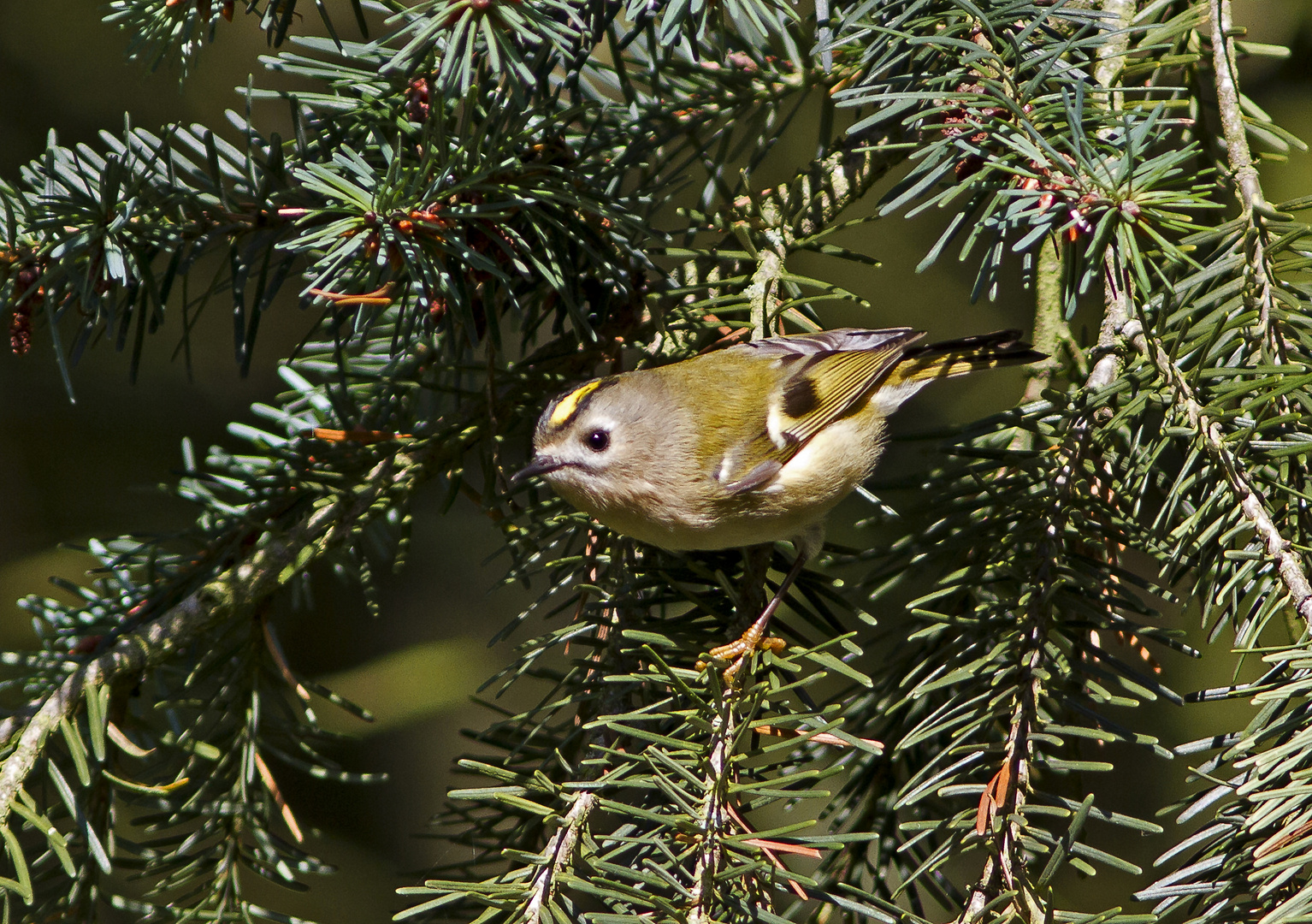 Wintergoldhähnchen