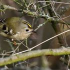 Wintergoldhähnchen