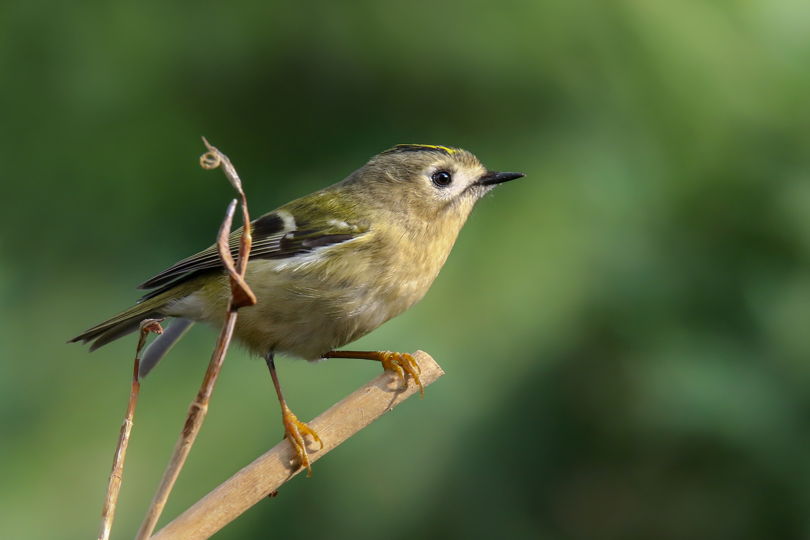 Wintergoldhähnchen 