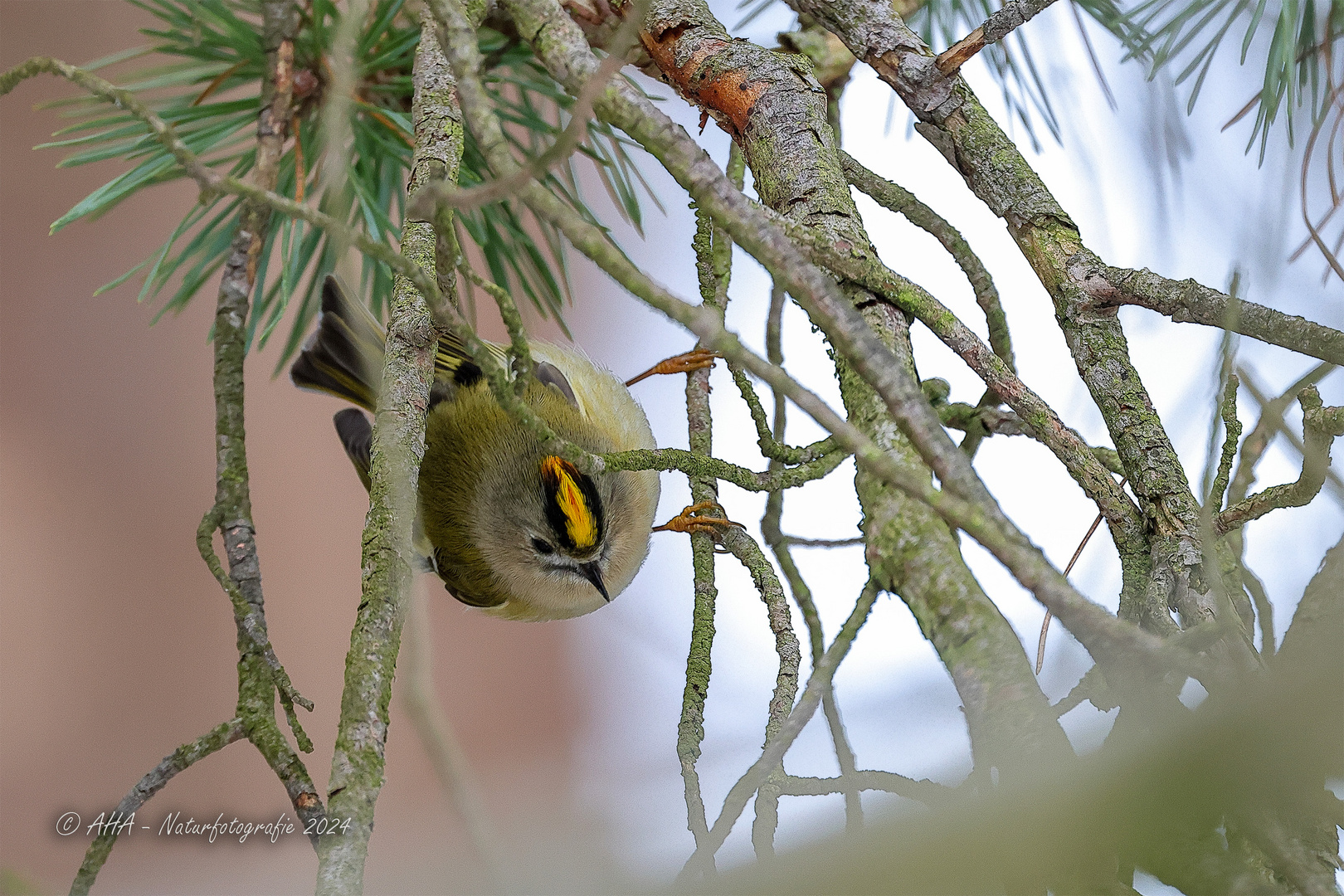 Wintergoldhähnchen