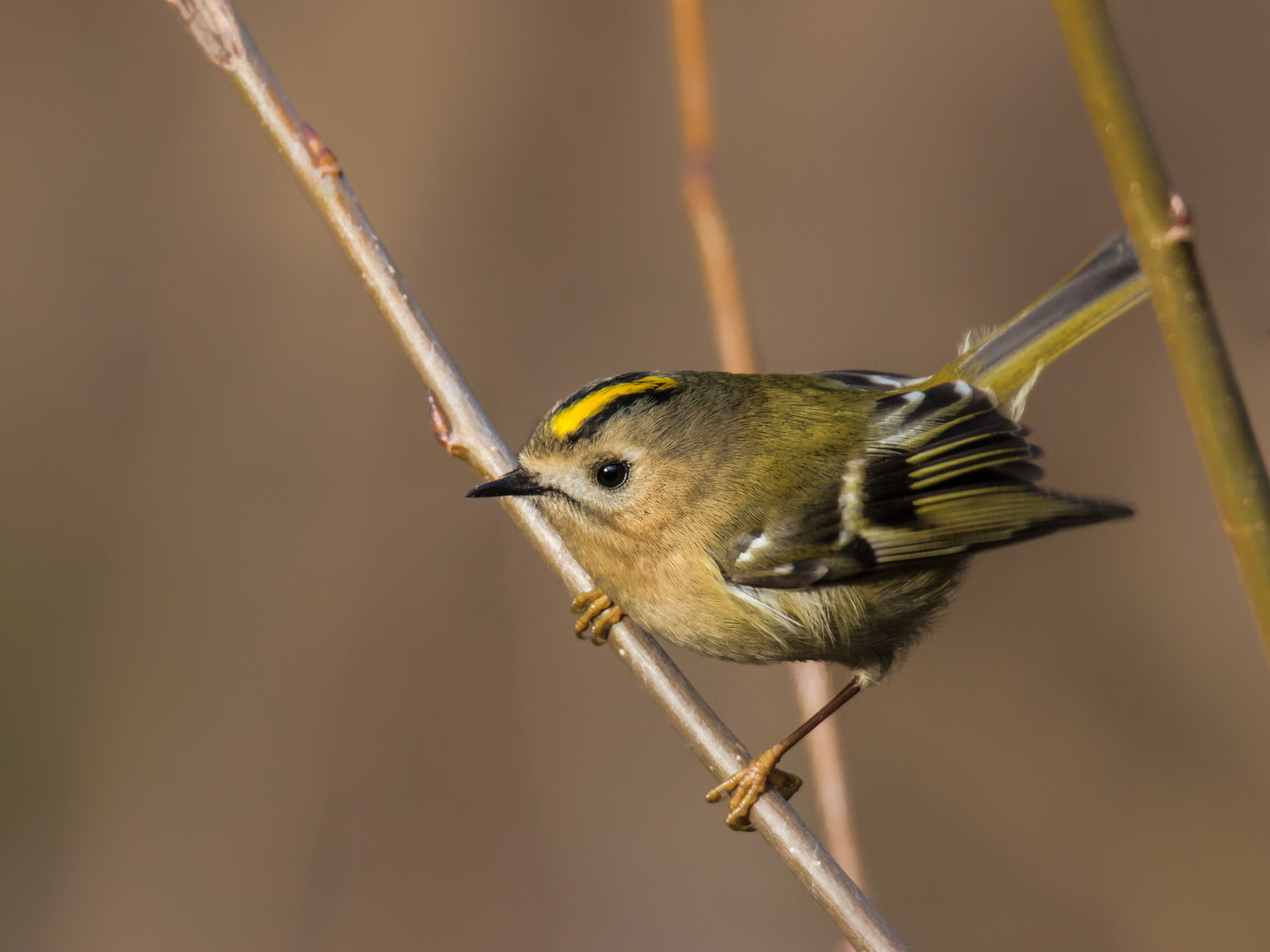 Wintergoldhähnchen 