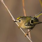 Wintergoldhähnchen 