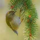 Wintergoldhähnchen