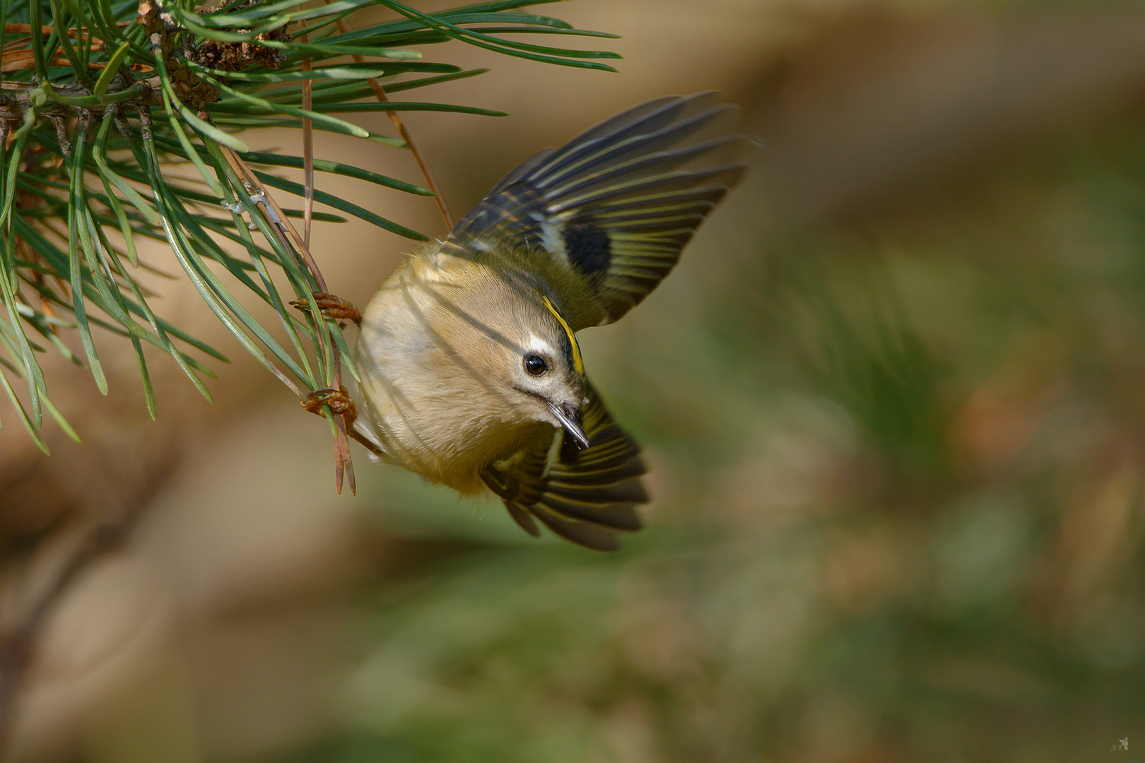 Wintergoldhähnchen