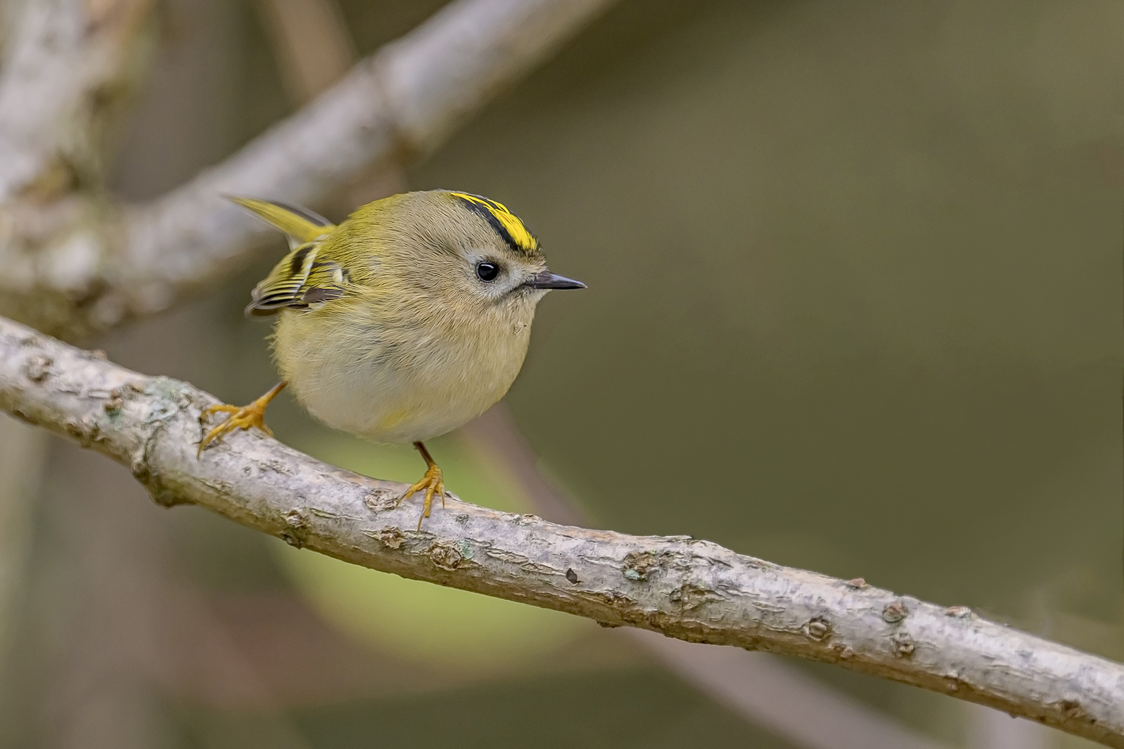 Wintergoldhähnchen