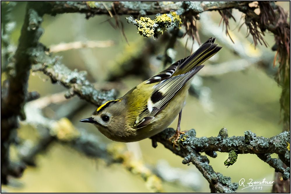 Wintergoldhähnchen