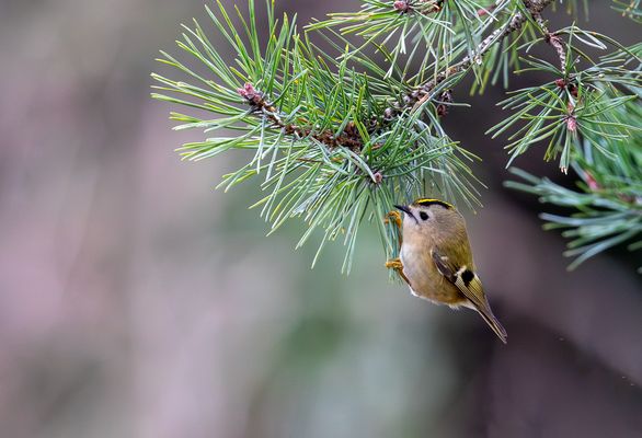 Wintergoldhähnchen ...