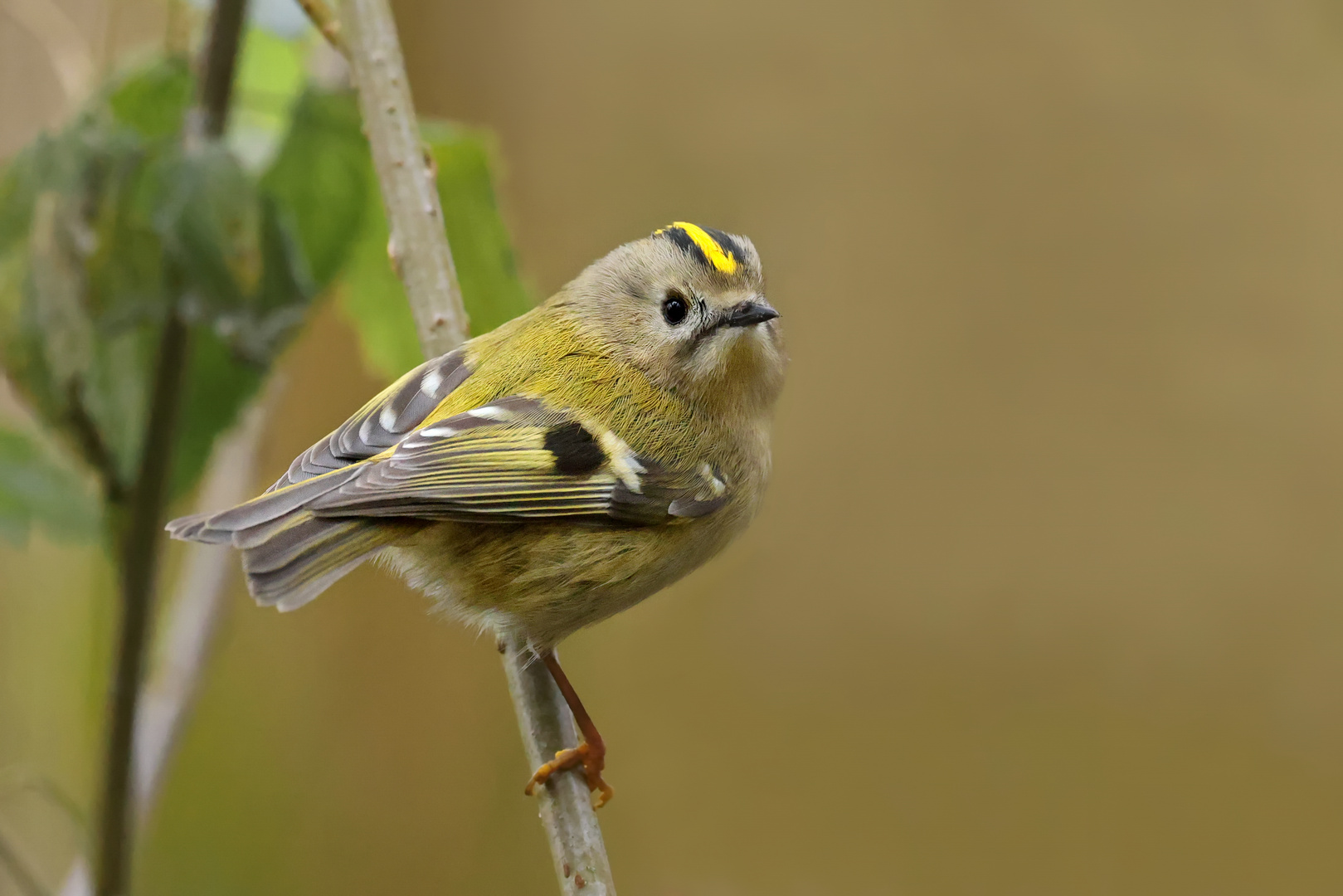  Wintergoldhähnchen...