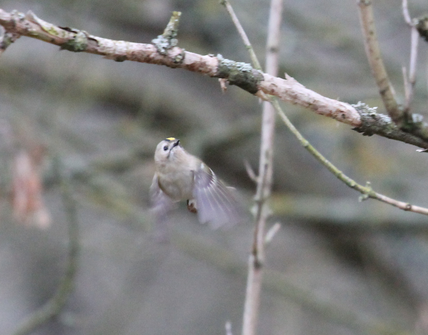 Wintergoldhähnchen