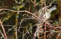 "Wintergoldhähnchen"