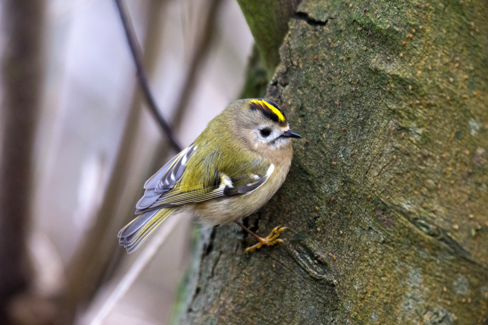 Wintergoldhähnchen