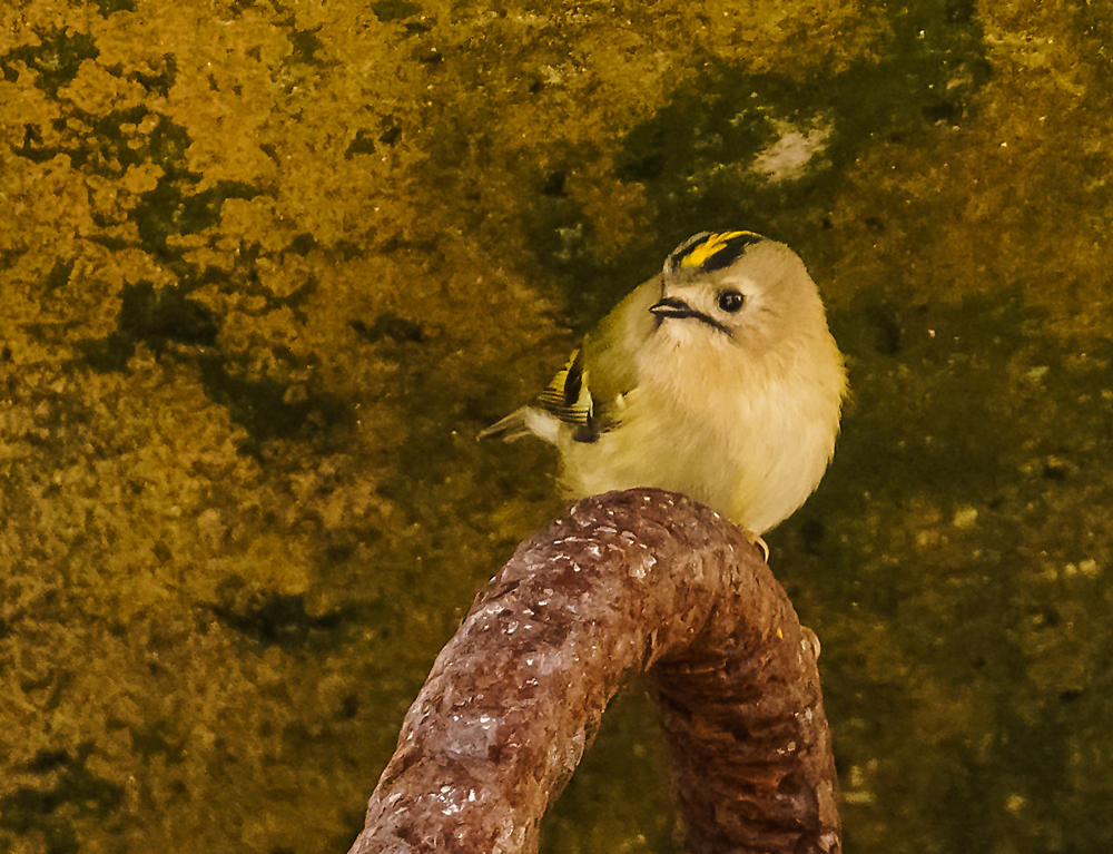 Wintergoldhähnchen