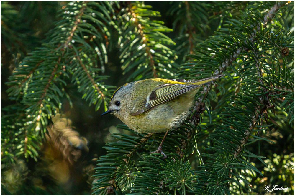 Wintergoldhähnchen