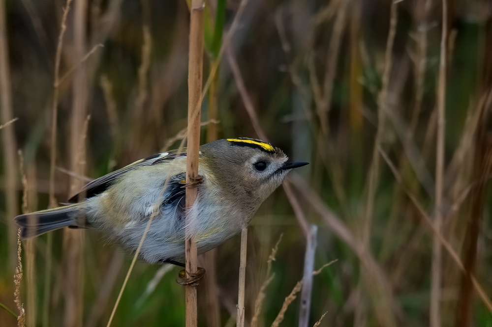 Wintergoldhähnchen