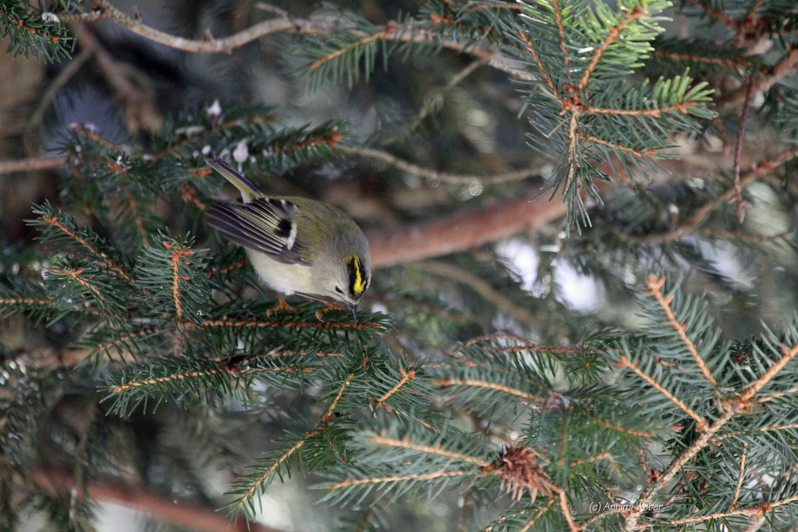 Wintergoldhähnchen die Vierte