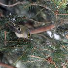 Wintergoldhähnchen die Vierte