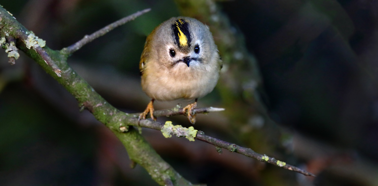 "Wintergoldhähnchen", Dokubild oder nicht?