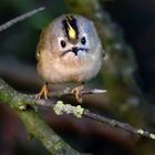 "Wintergoldhähnchen", Dokubild oder nicht?