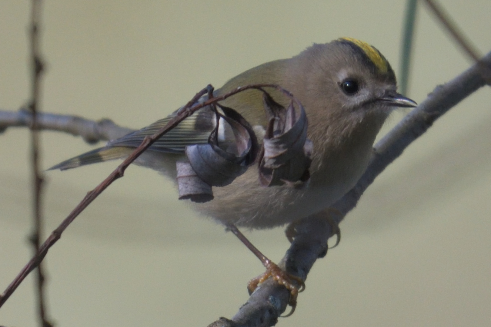 Wintergoldhähnchen