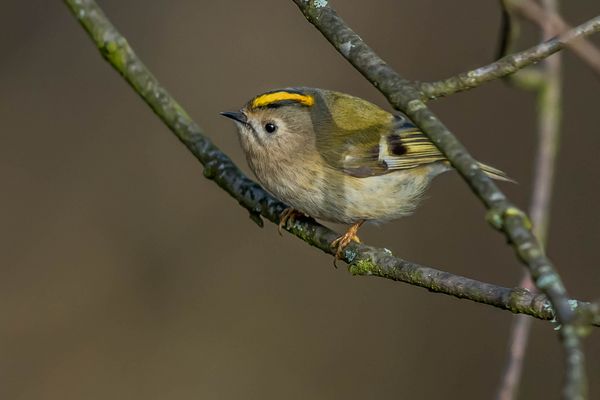 Wintergoldhähnchen